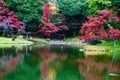 Japanese red maple park lake Royalty Free Stock Photo